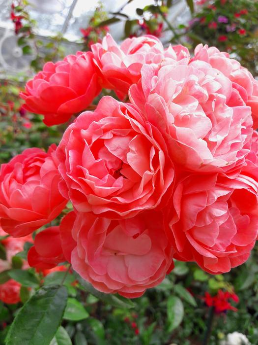 red bouquet in the garden