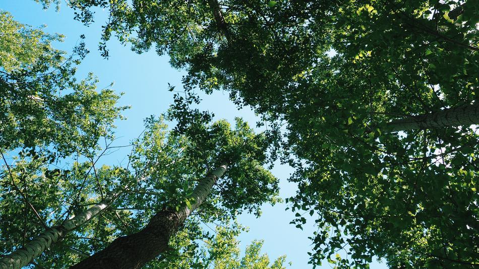 leafy green with trees