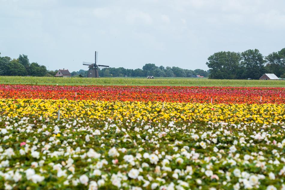 a field of flowers in a green meadow
