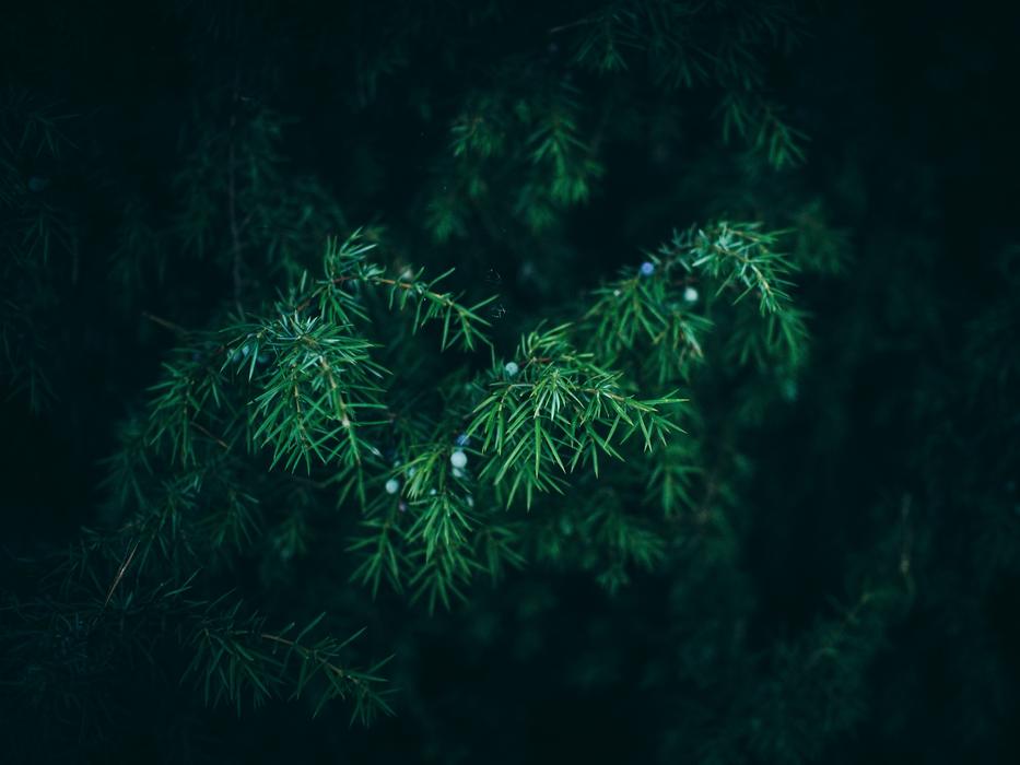 green Christmas tree in the dark