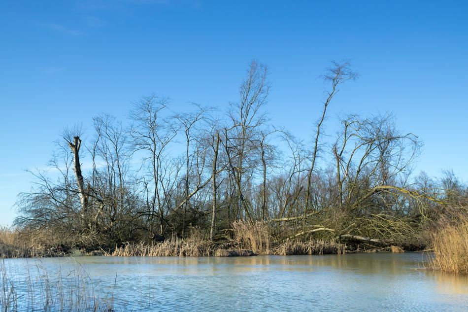 old trees on the island by the river