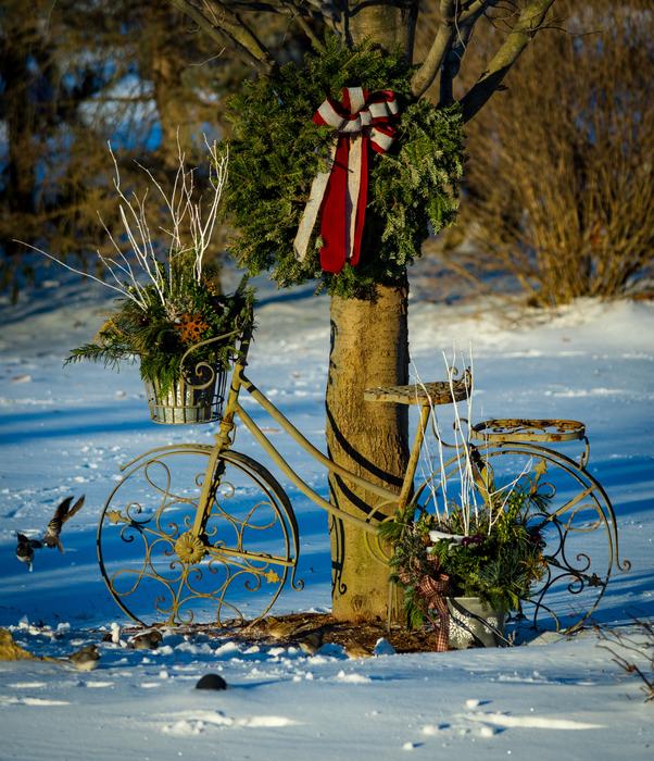 bicycle by the tree