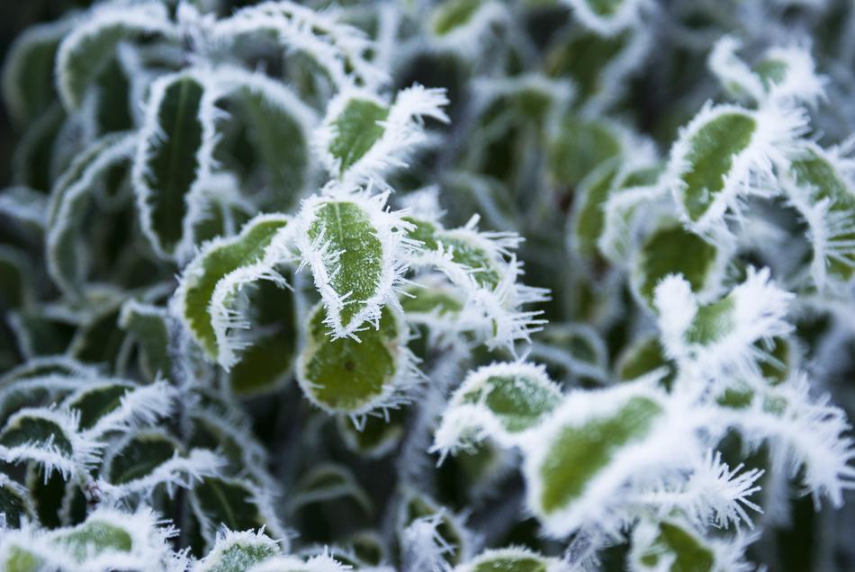 Leaves Frozen Winter