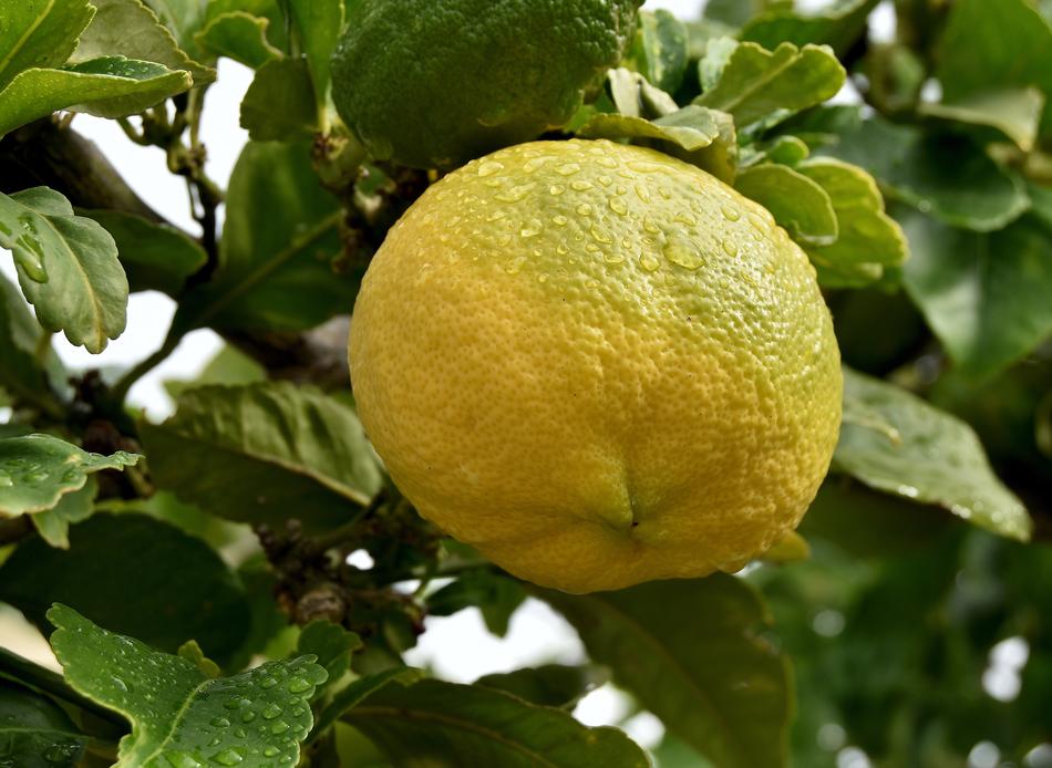 sour lemon on a tree