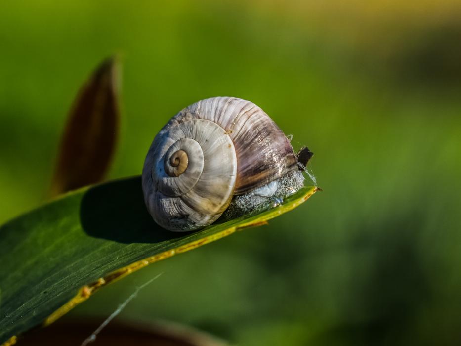 snail on the grass in the garden