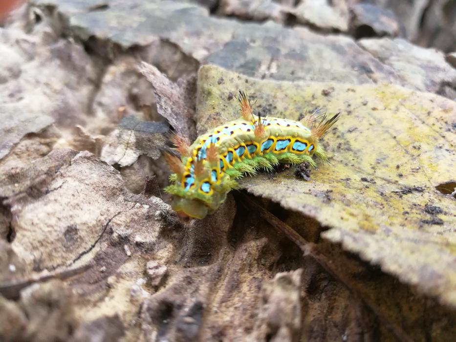 Nature Limacodidae Series