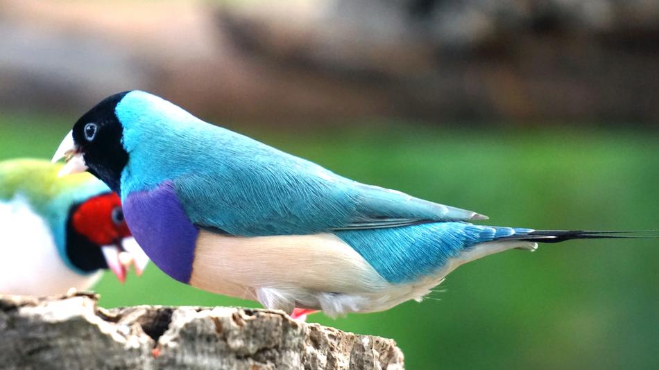 Erytrura Gouldiae Gouldian
