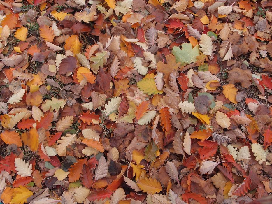 Autumn leaves in the forest are beautiful