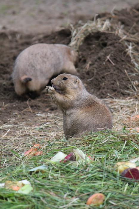 Animal Rodent in Zoo