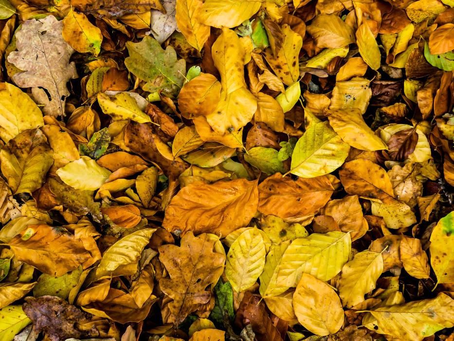 fall leaves yellow look