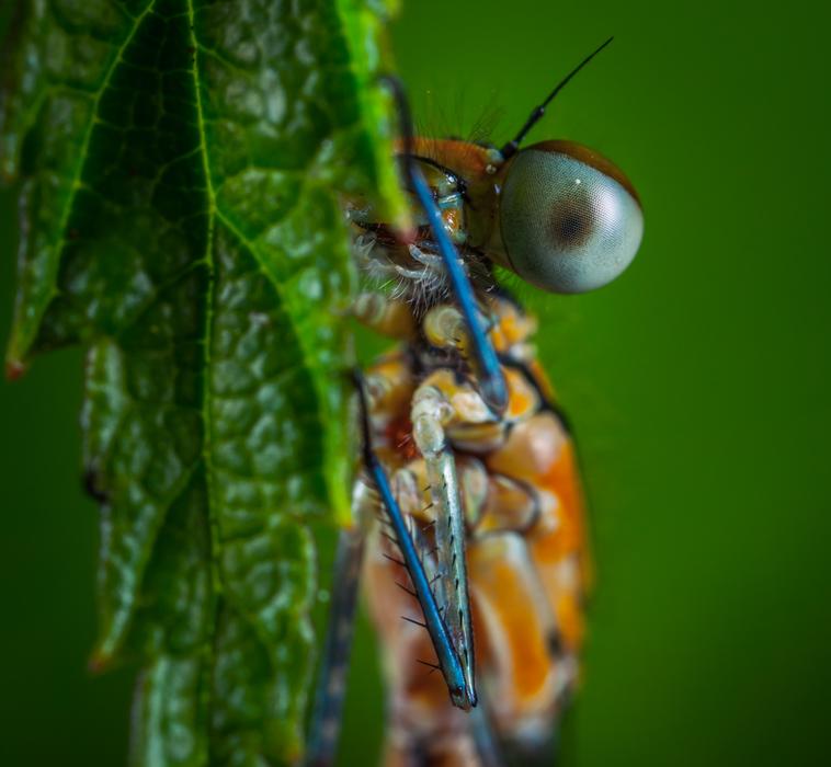 Insect Nature Animals