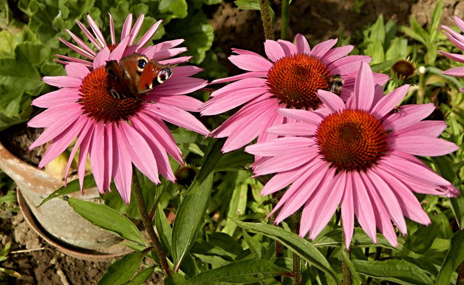 beautiful butterfly on pink flowers