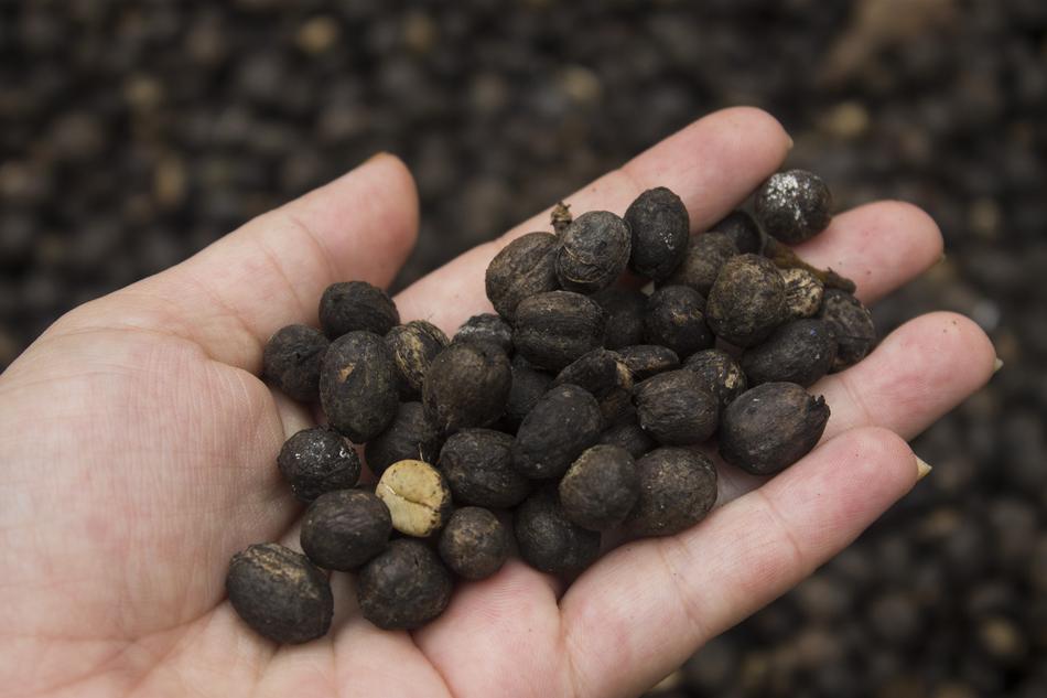 coffee seeds in hand