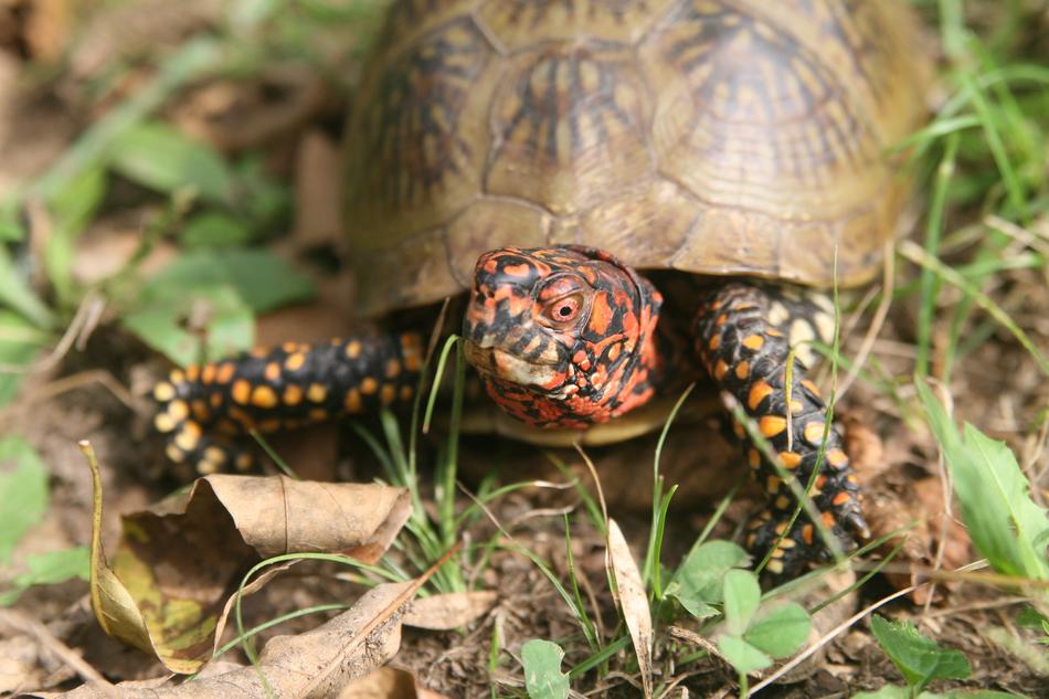 turtle in the green grass on the ground