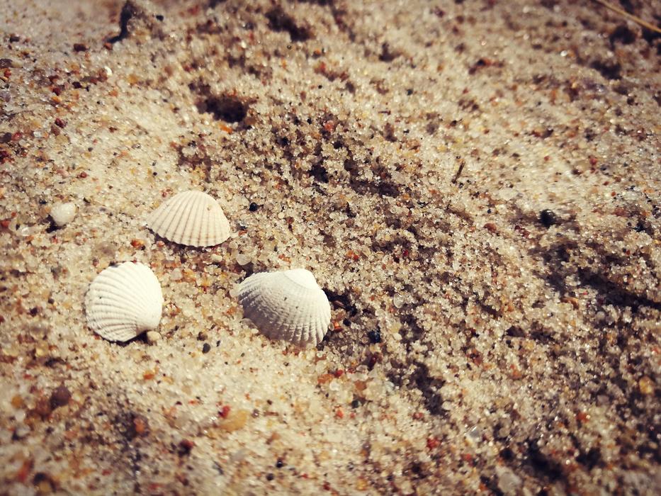 shells on the sandy beach