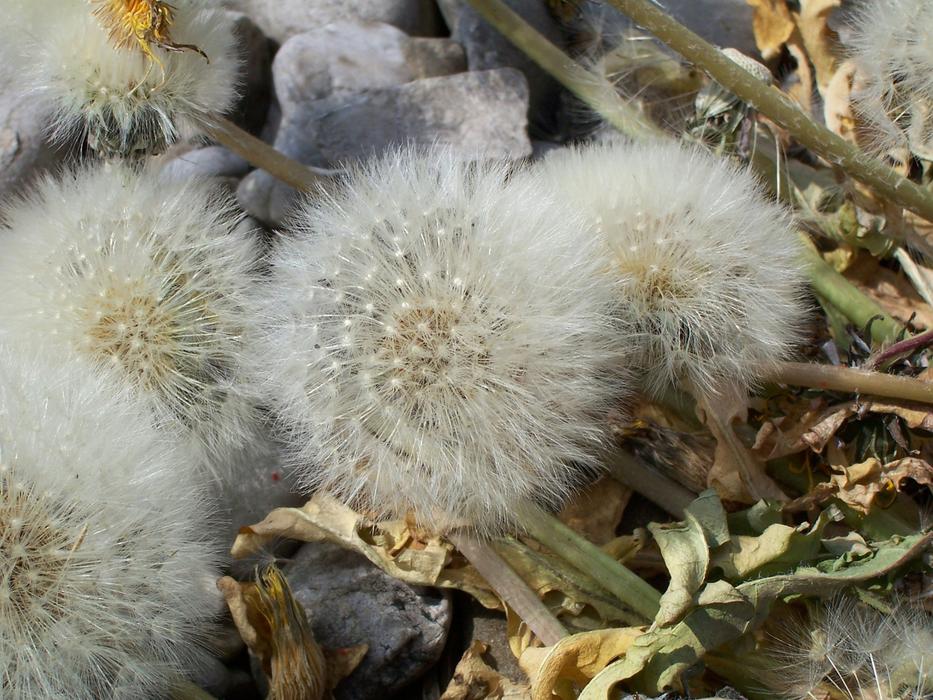 fuzzy flower in the grass