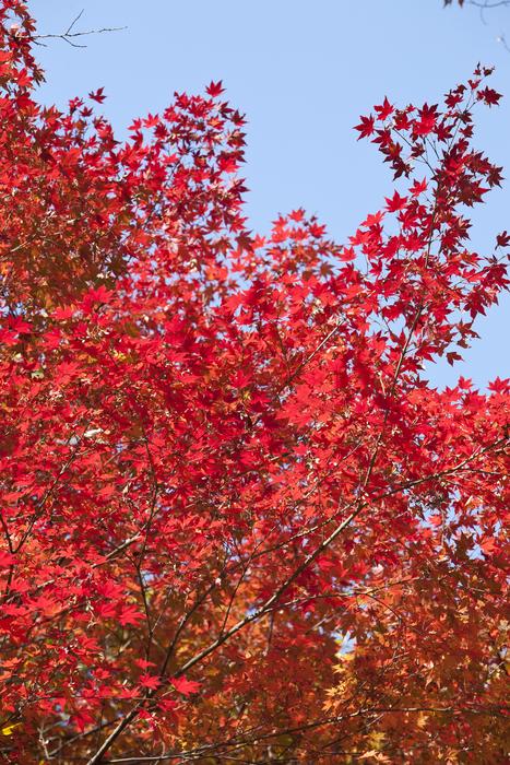 red leaves in the fall