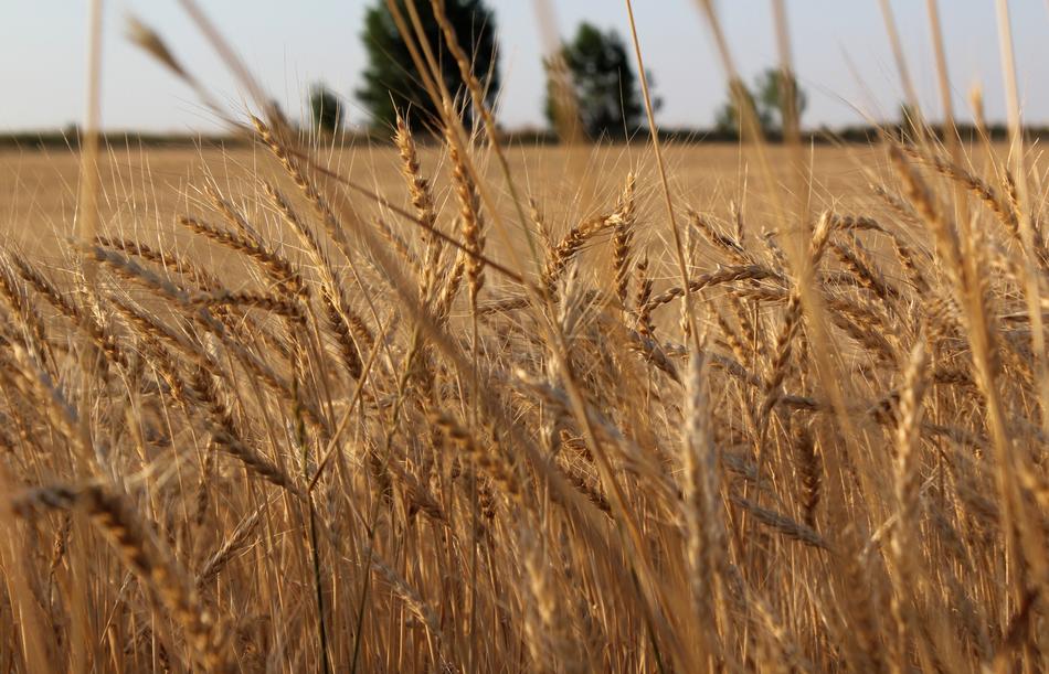 wheat is great
