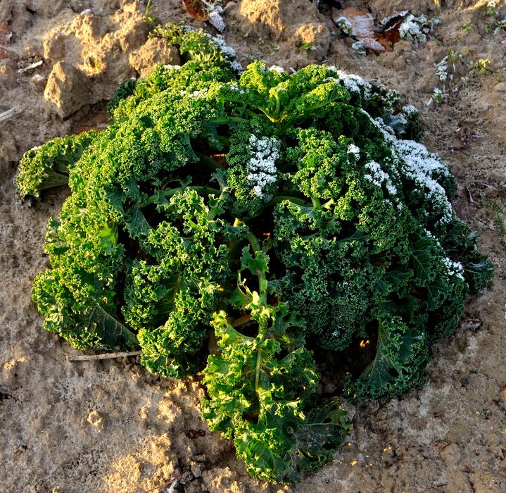 Close up of moss on a rock