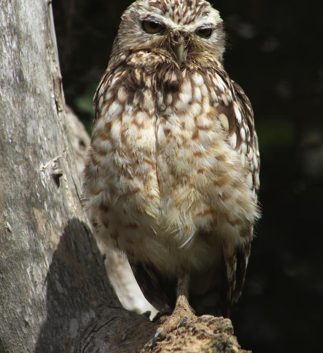 Little Owl Bird Raptor