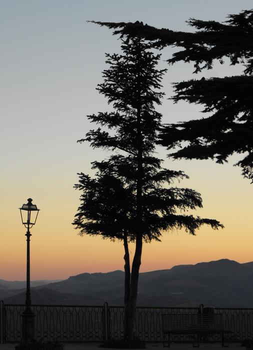 mountain Tree in Sunset