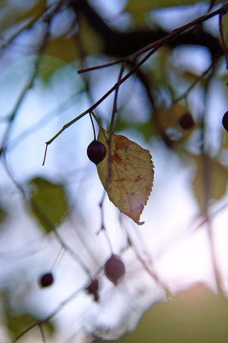 Autumn Mood Foliage Dry