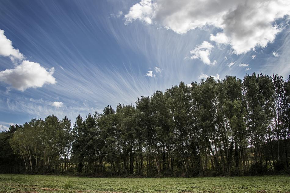 trees in the sunlight