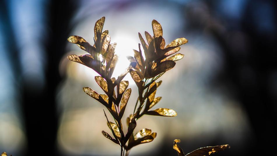 leaves in the sun