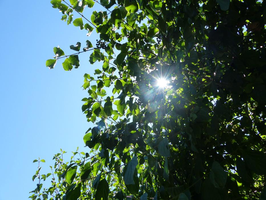 The sun against the tree