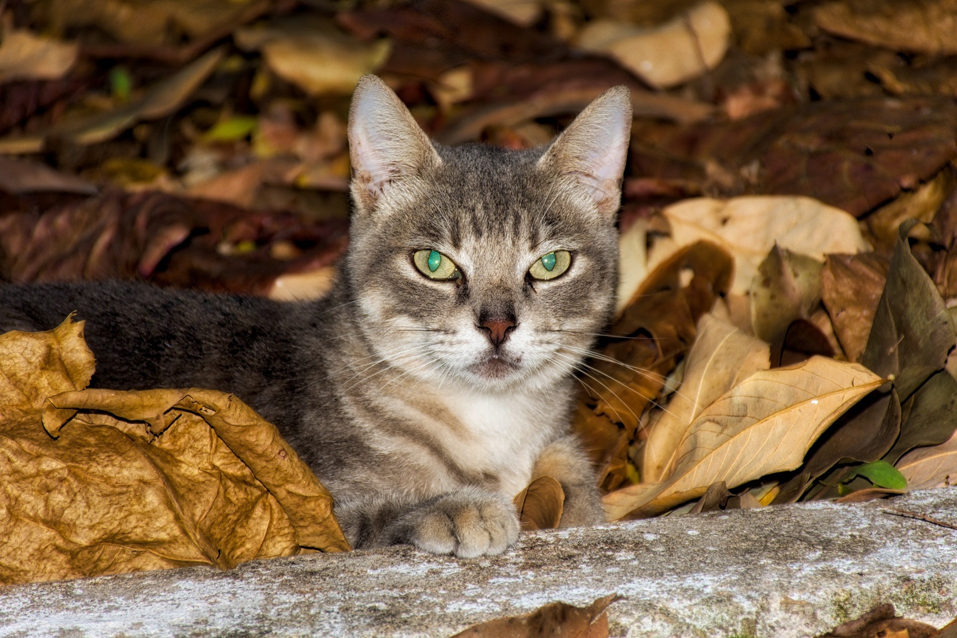 Сирийские коты