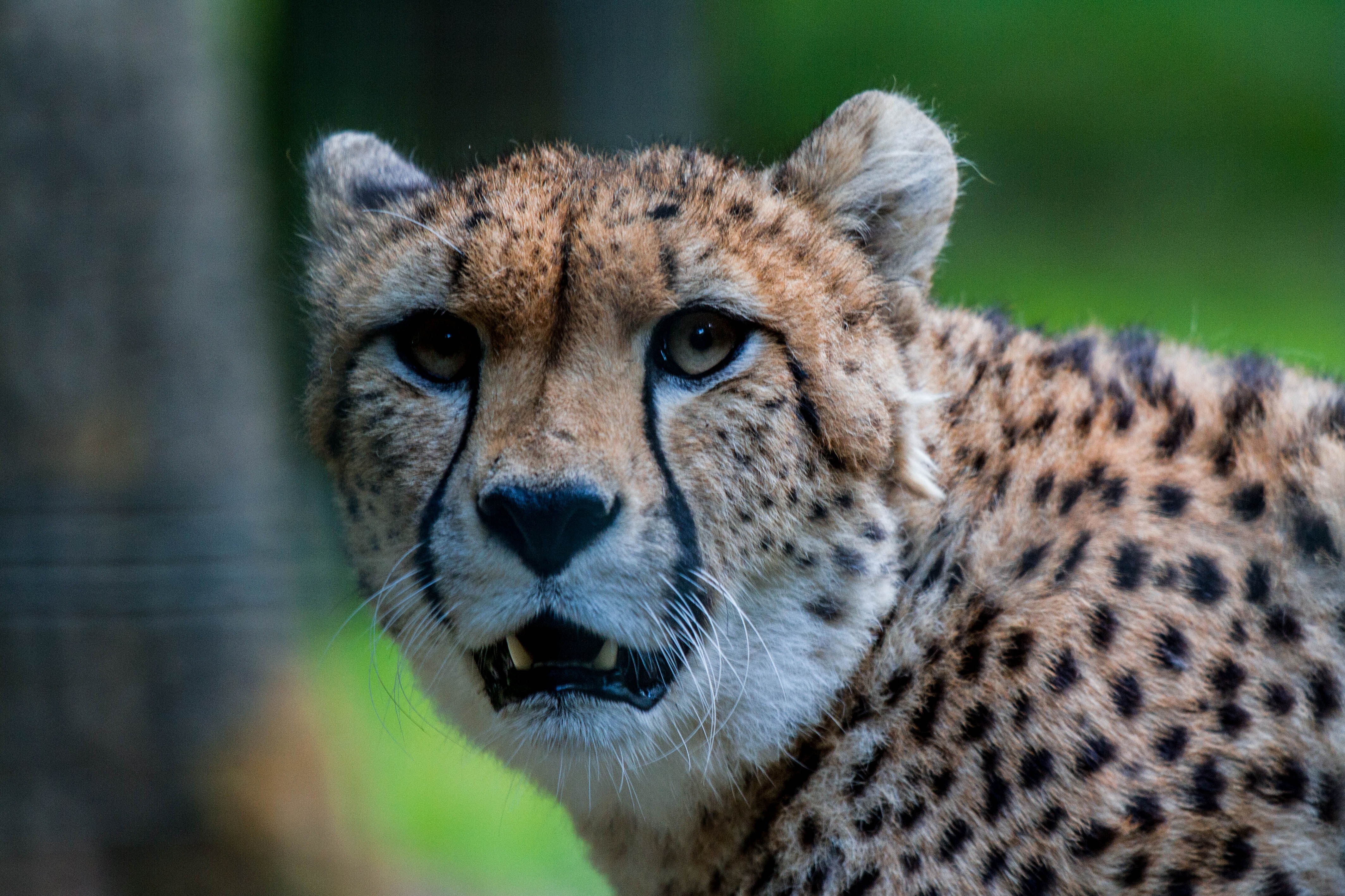 Cheetah Orange blur free image download