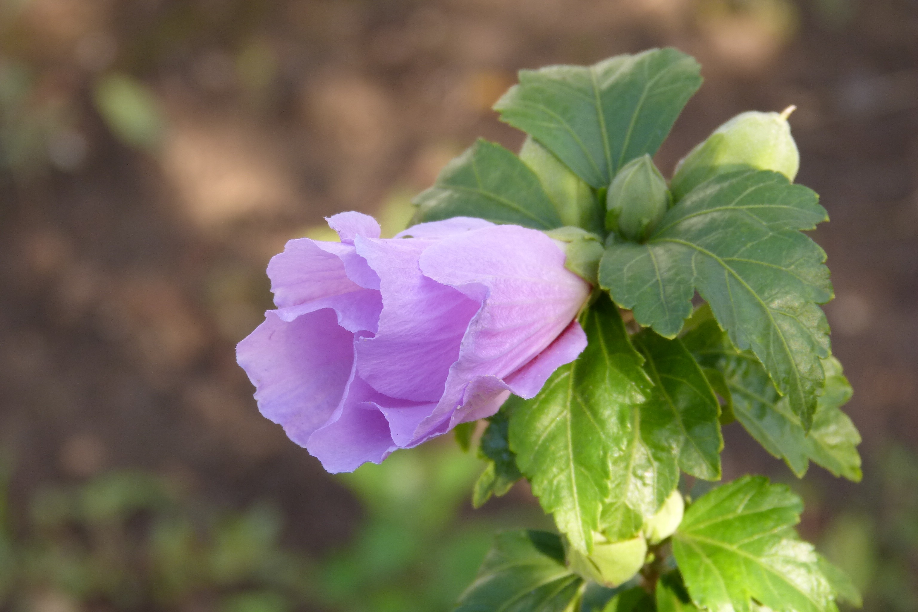 Hibiscus Flower Purple free image download