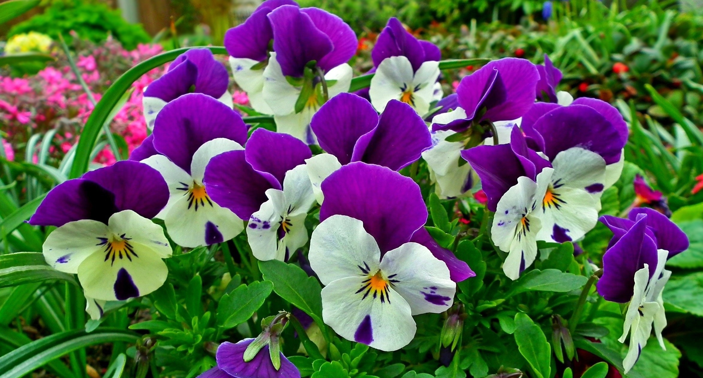 Flower Pansies Colorful Free Image Download