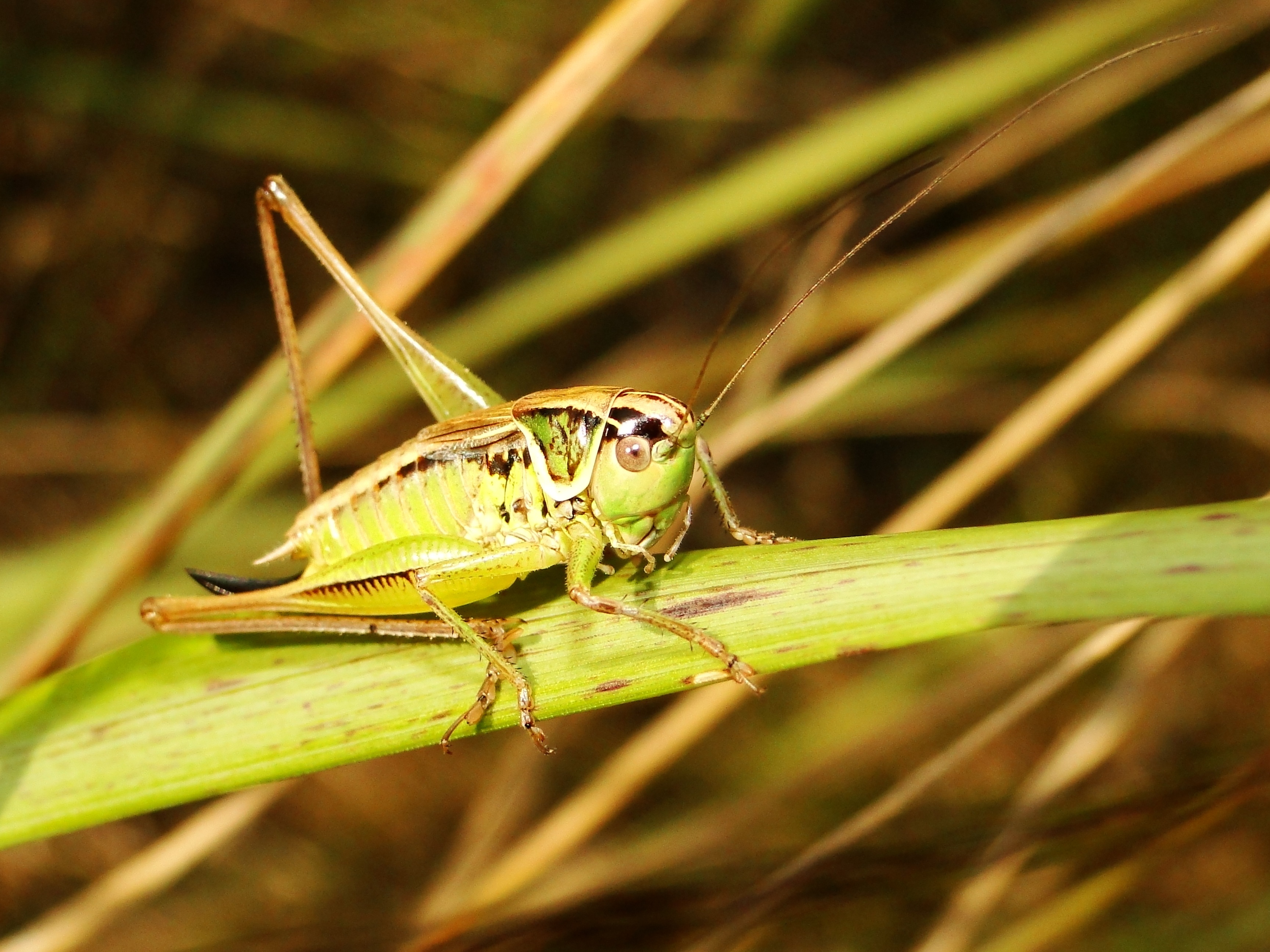 Nature Insect Animals At The Court free image download