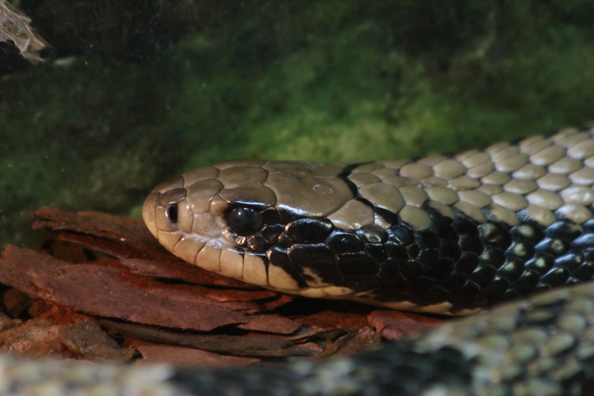 Snake Reptile Living Nature free image download