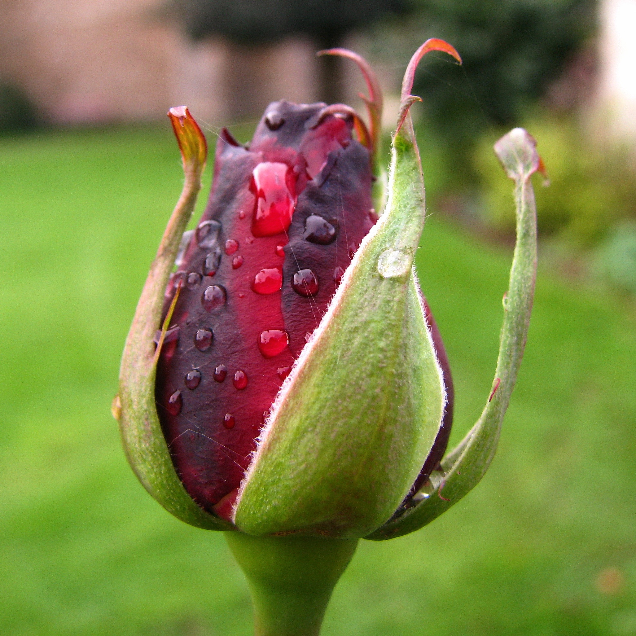 Rose Bud Rosebud free image download