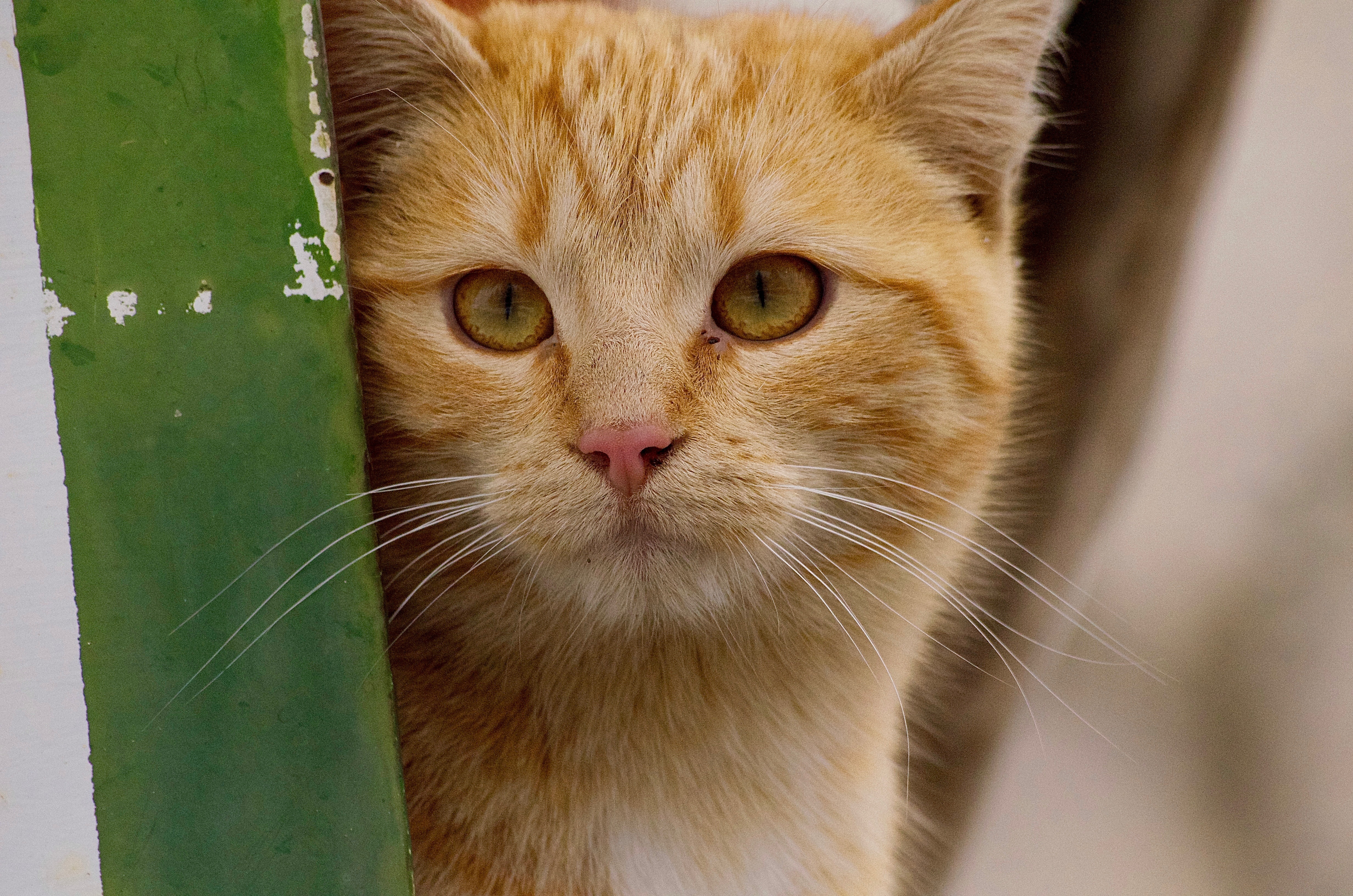 Нервный кот. Желтая кошка. Желтый кот. Nice Cat.