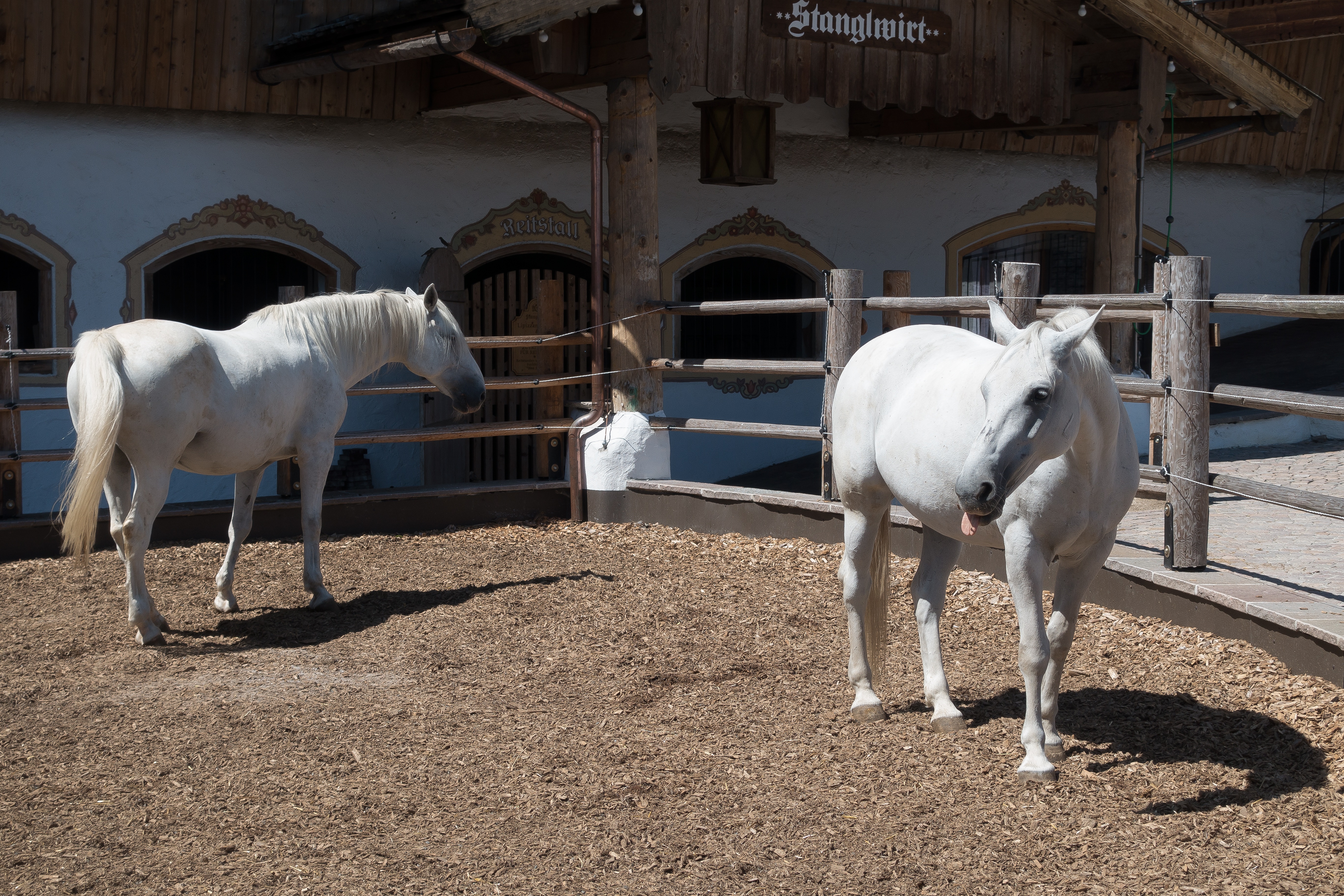 Усадьба лошади. Lipizzaner. Lipizzaner Horse. Белая ферма. Ферма белых горбатых.