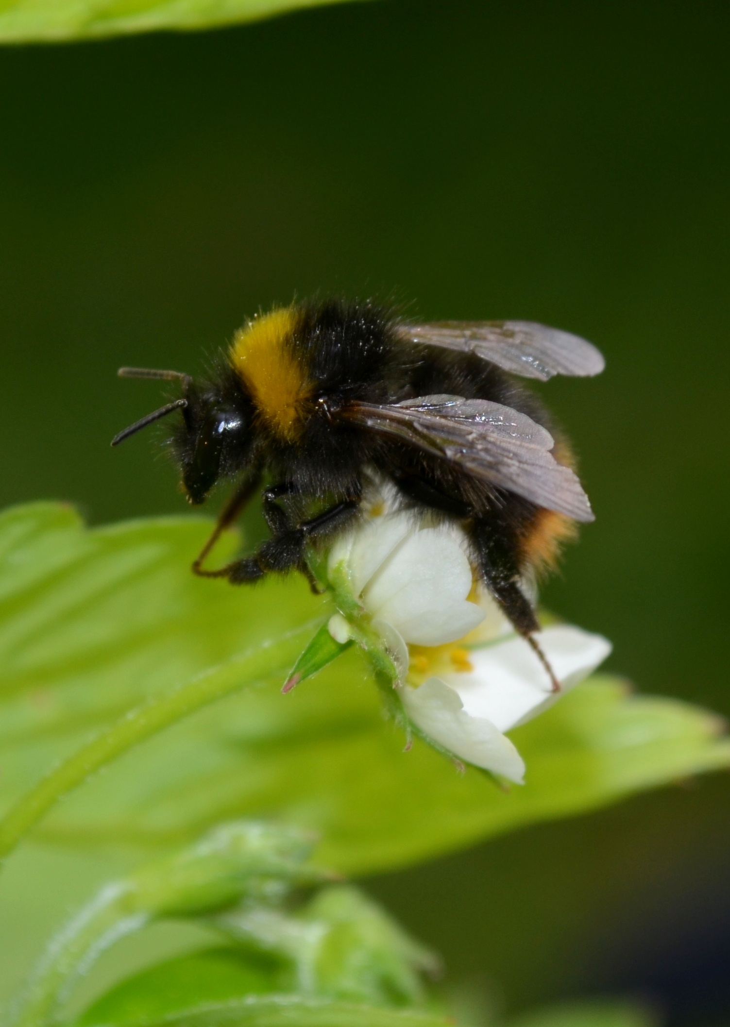 Nature Insect Bumblebee free image download