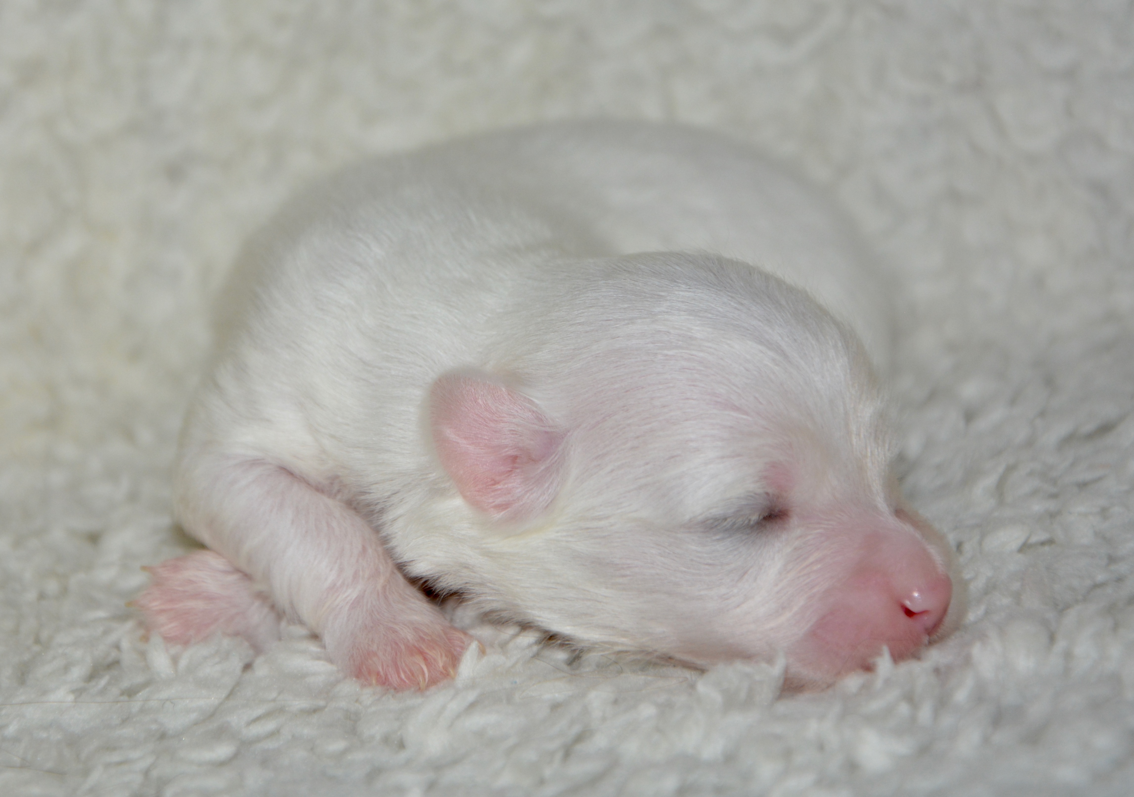 Новорожденные без матери щенки. Новорожденный щенок. Маленькие щенята Новорожденные. Новорожденные щенки белые. Белоснежные щенки Новорожденные.