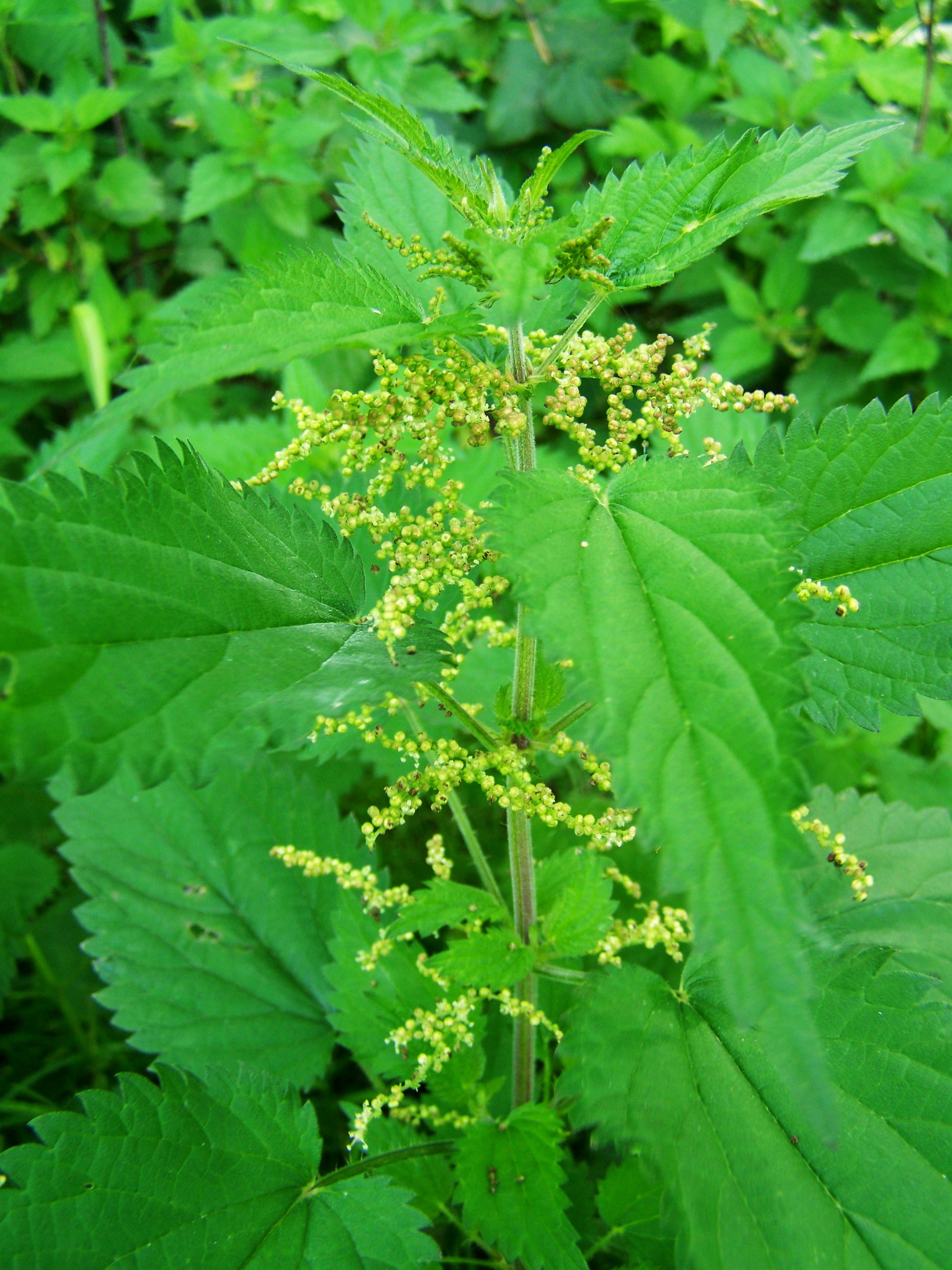 Stinging Nettle Agra Plant free image download