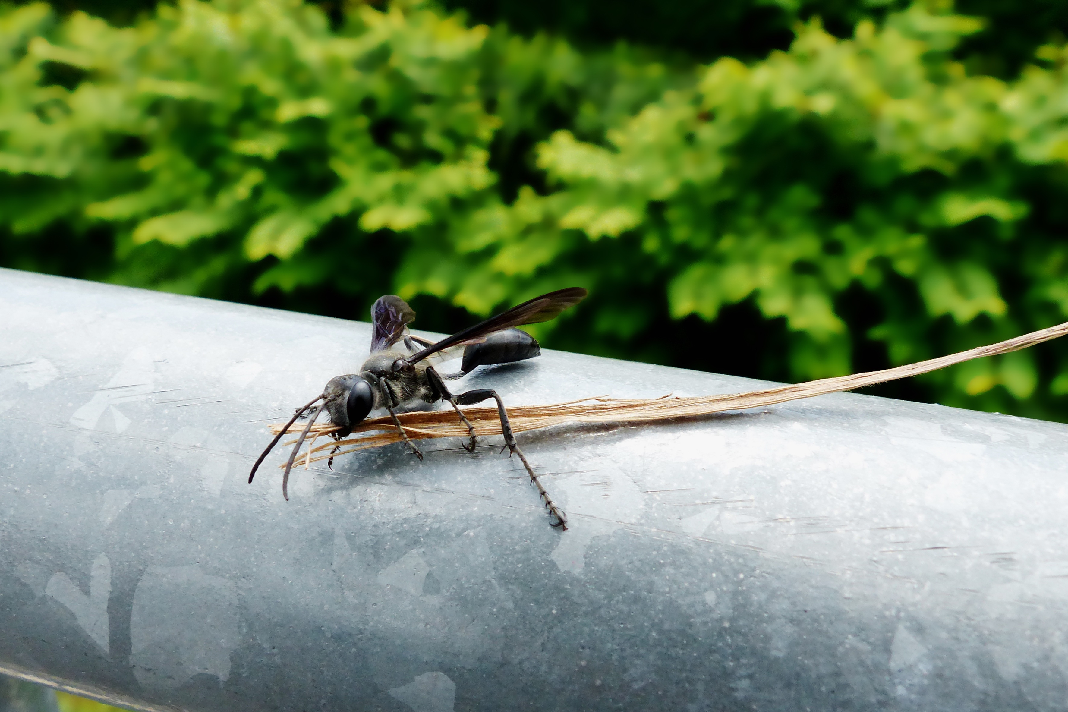 Nature Wing Insect free image download