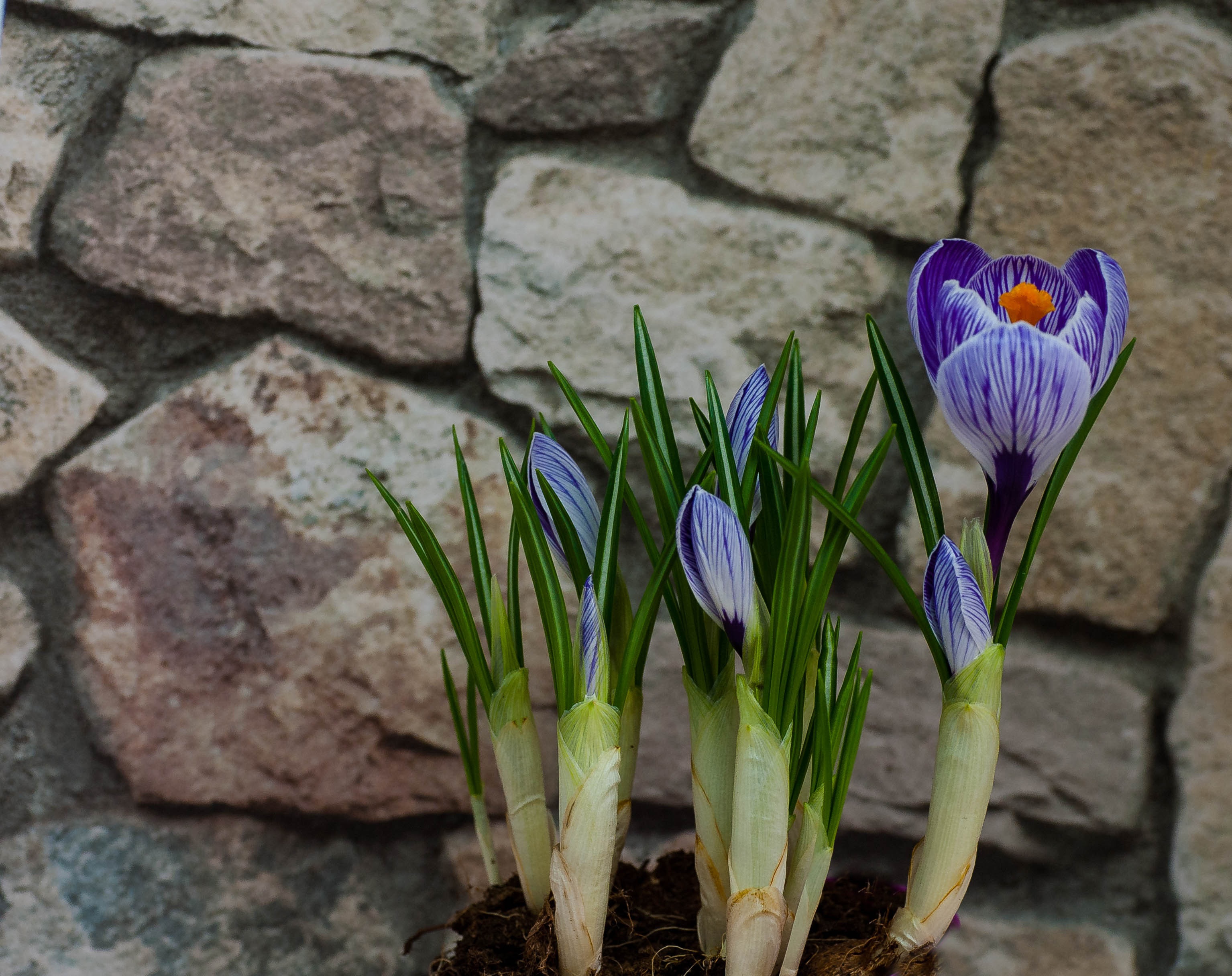 Crocus Plant Flowers Natural free image download