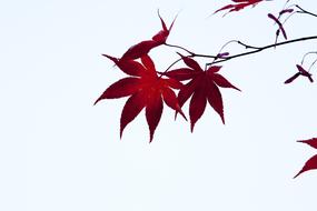 red leaves on a branch in the forest
