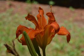 orange stem garden