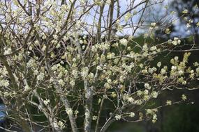 Plant Bloom Tree
