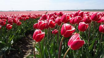 fairy tale tulip field