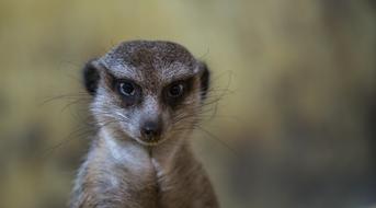 Mammals Living Nature Cute