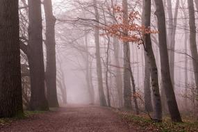 autumn forest in the fog