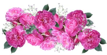 Pink peonies on a white background